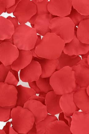Romantisk aften Loverspremium Bed Of Roses Rose Petals Red